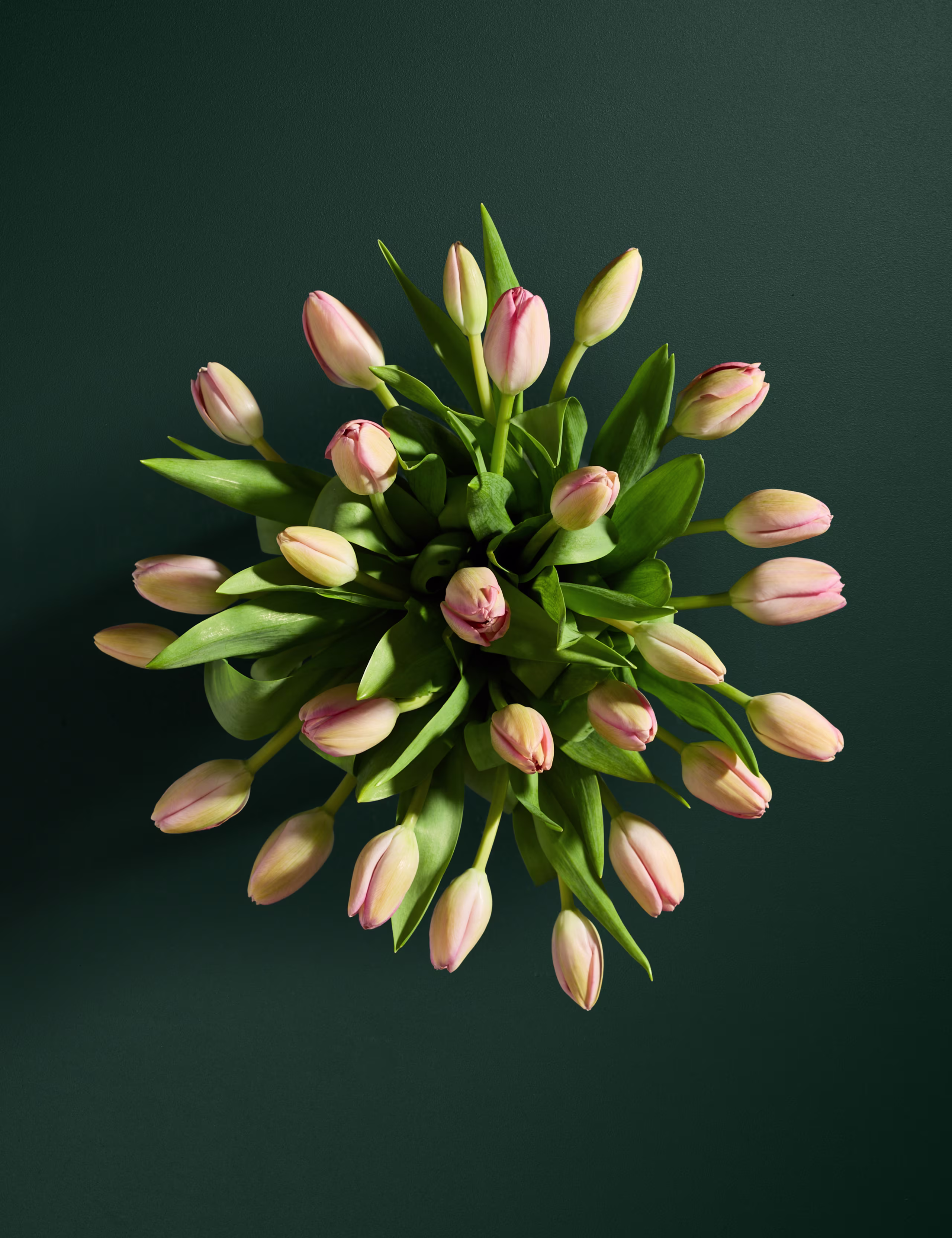 Pembe Lale Bolluğu Buketi - Hover